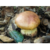Мицелий Боровика укорененного / Болет девичий (Boletus appendiculatus)